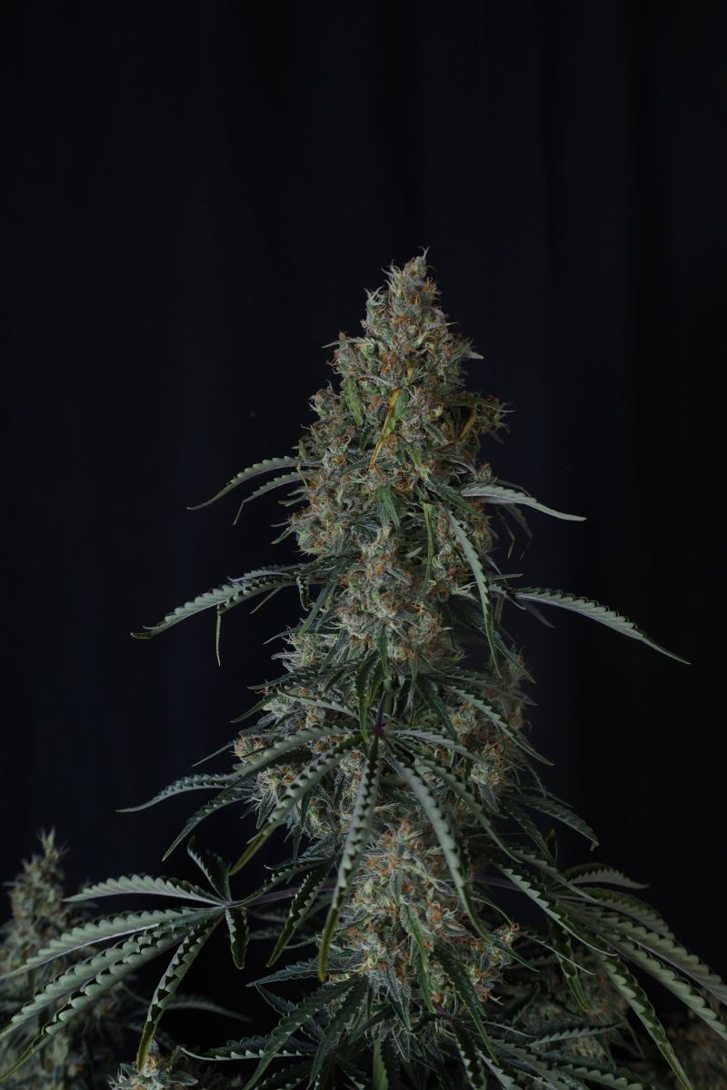 Photo of Gorilla Z Auto