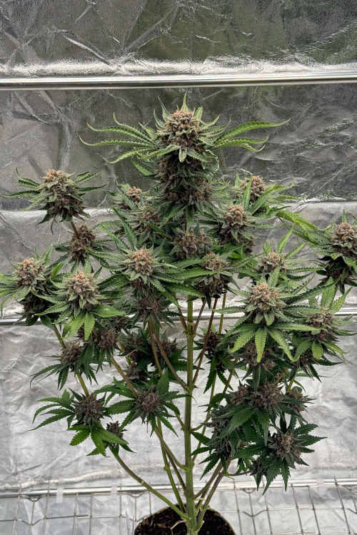Cherry Cola Auto RF3
