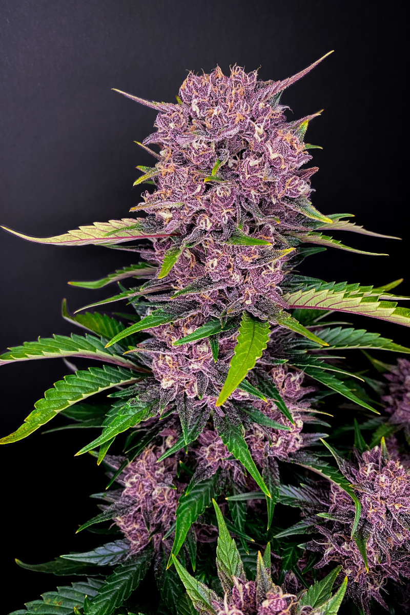 Photo of Purple Lemonade Auto