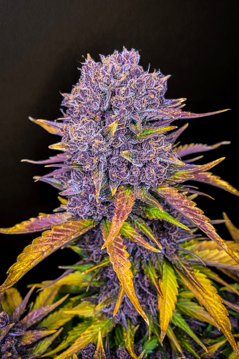 Photo of Purple Lemonade Auto