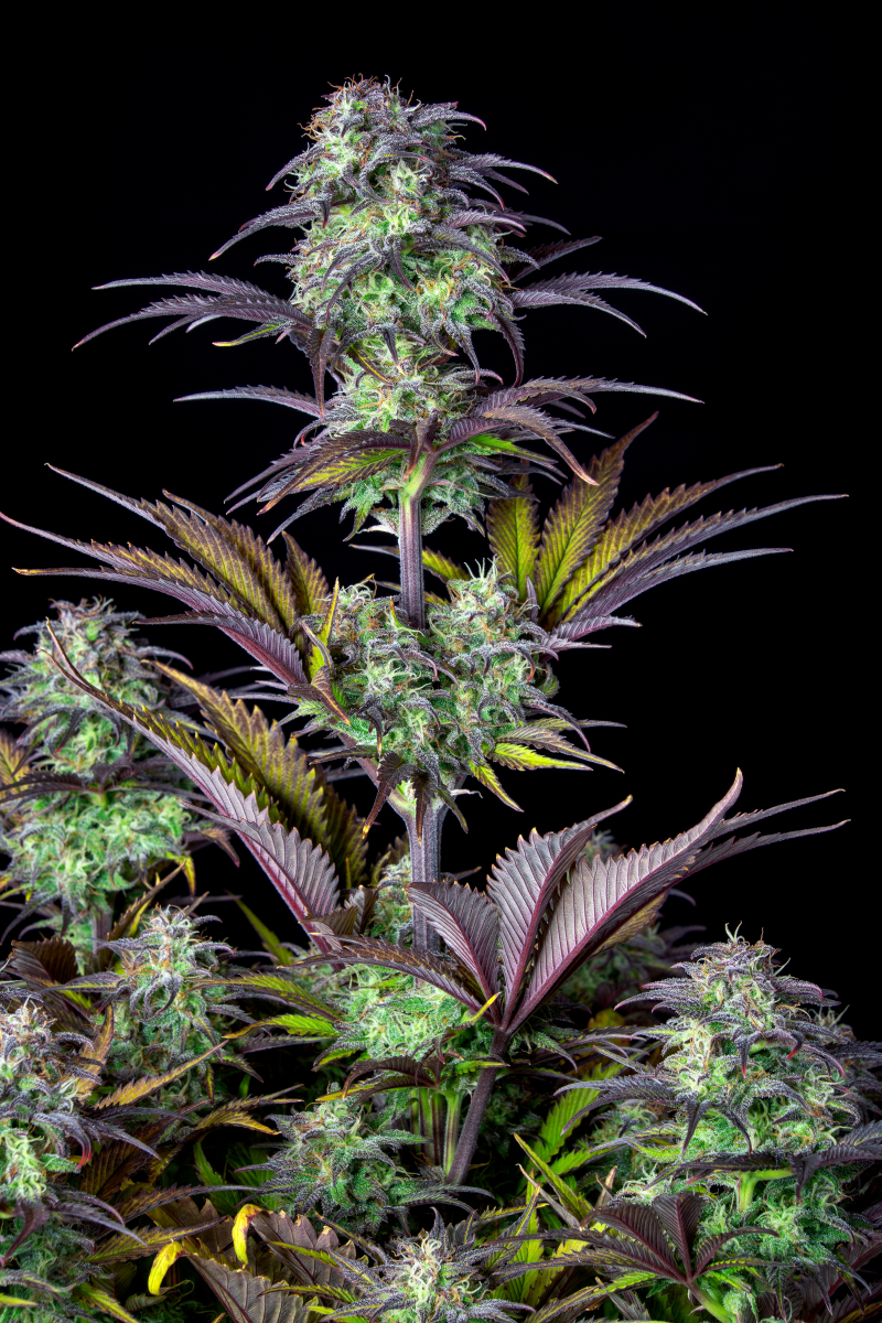 Photo of Blueberry Auto
