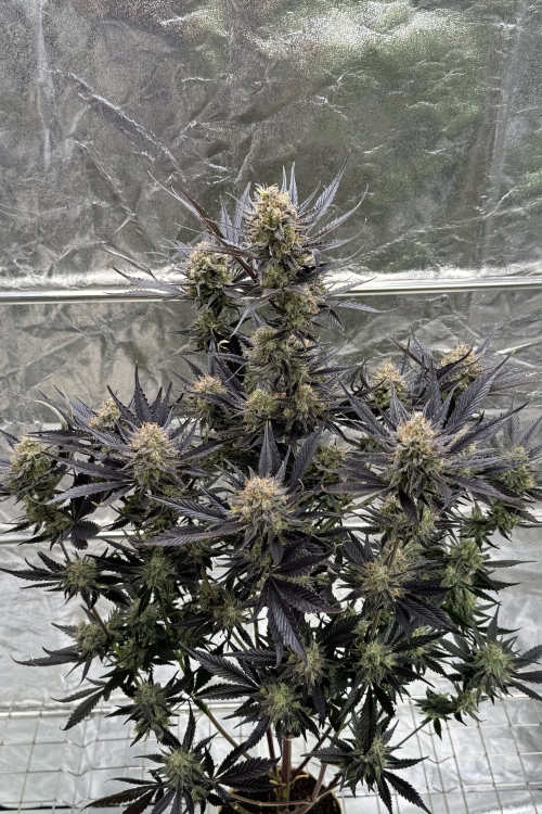Guava Auto RF3