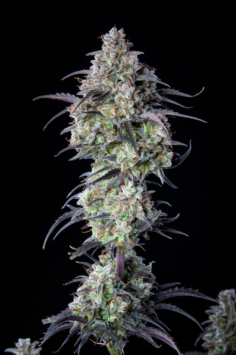 Photo of Mimosa Cake Auto