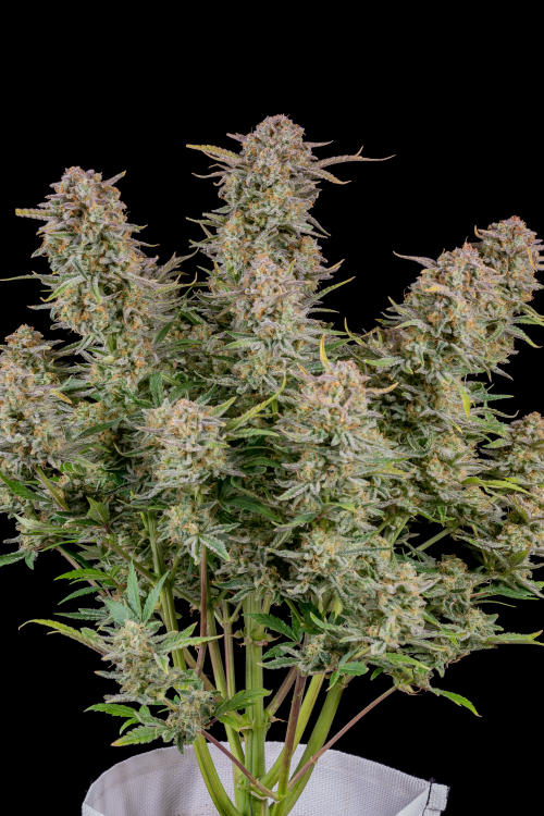 Bruce Banner Auto