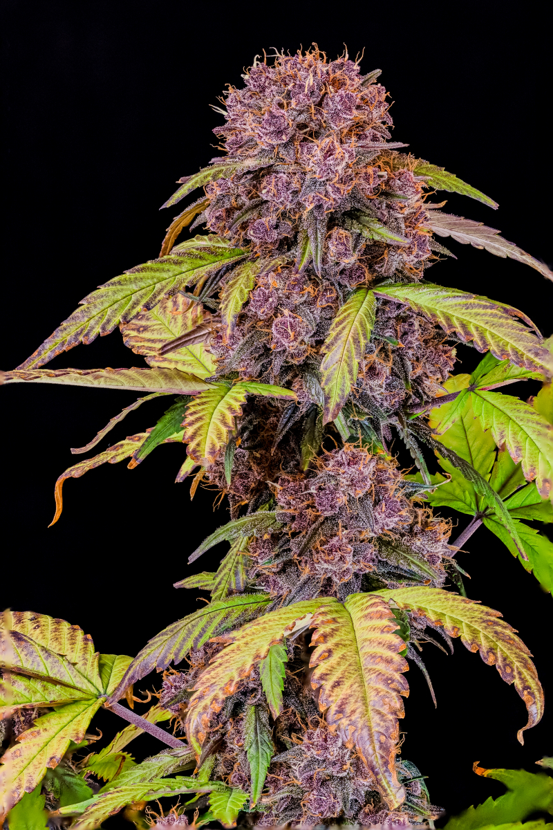 Photo of Lemon Cherry Cookies Auto