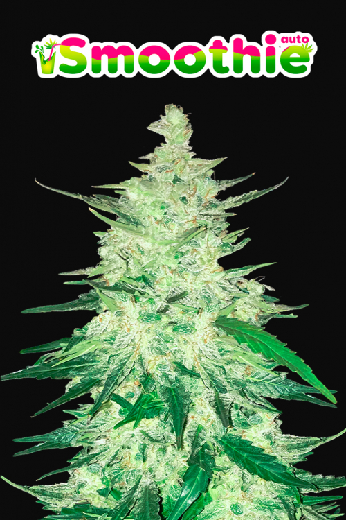 Smoothie Auto