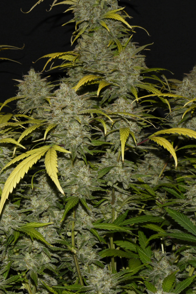 Photo of Gelato Auto