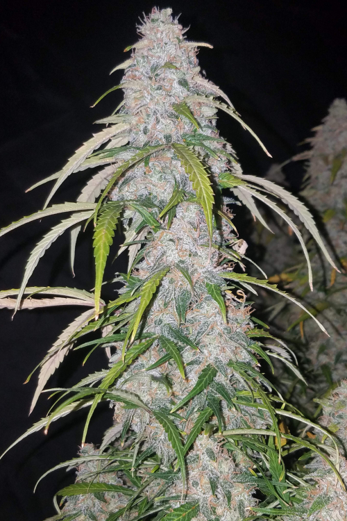 Six Shooter Auto