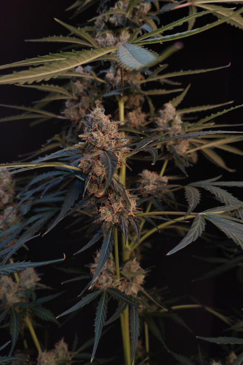 Northern Lights Auto