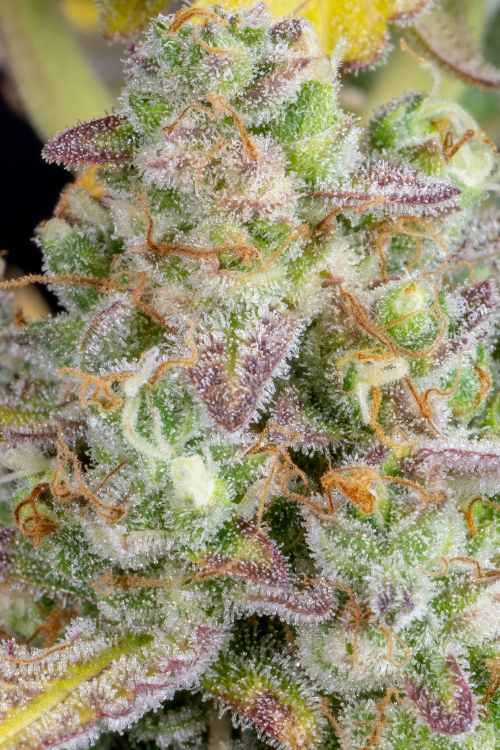 Wedding Cheesecake Auto