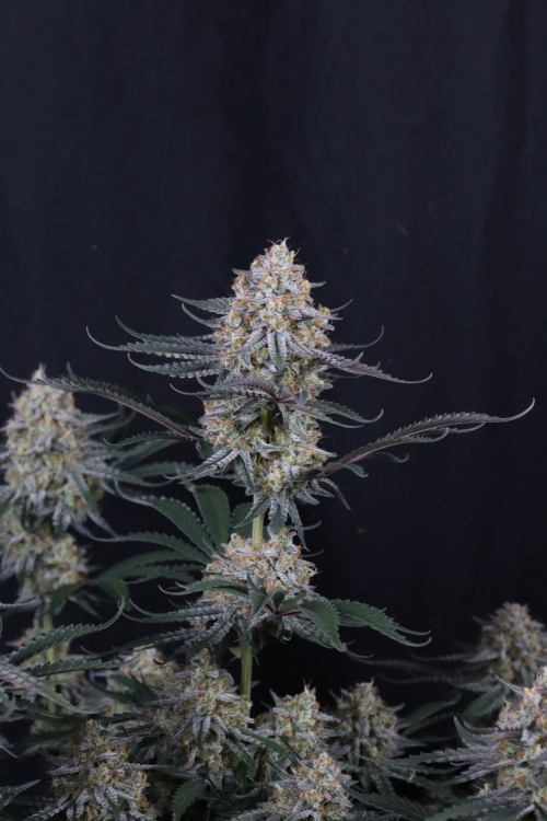 Guava Sundae Auto