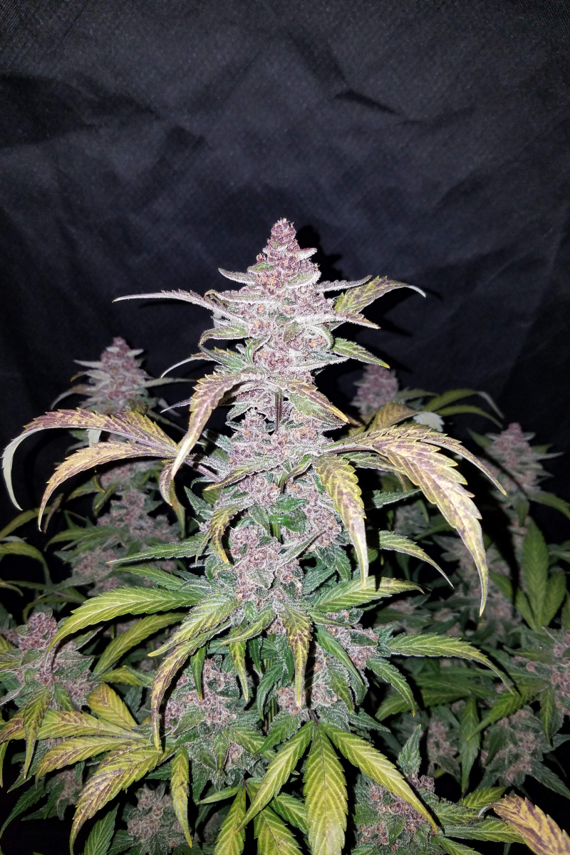 Photo of Blackberry Auto