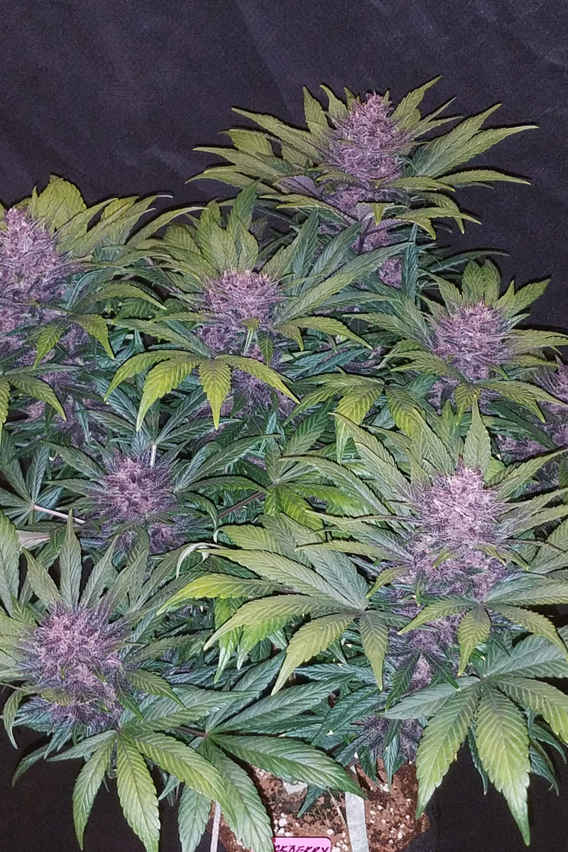 Photo of Blackberry Auto
