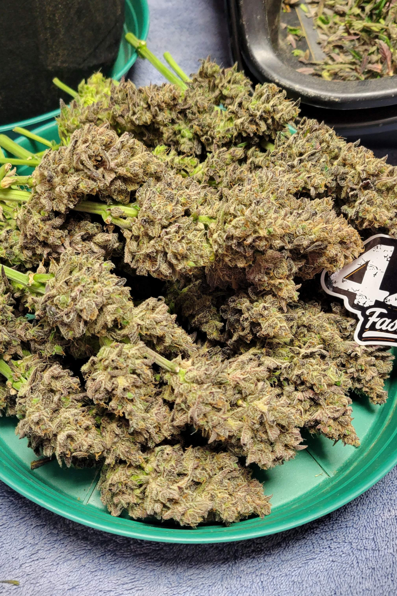 Photo of Guava Auto