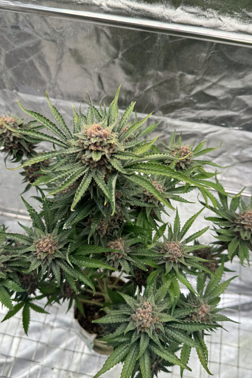 Cherry Cola Auto RF3