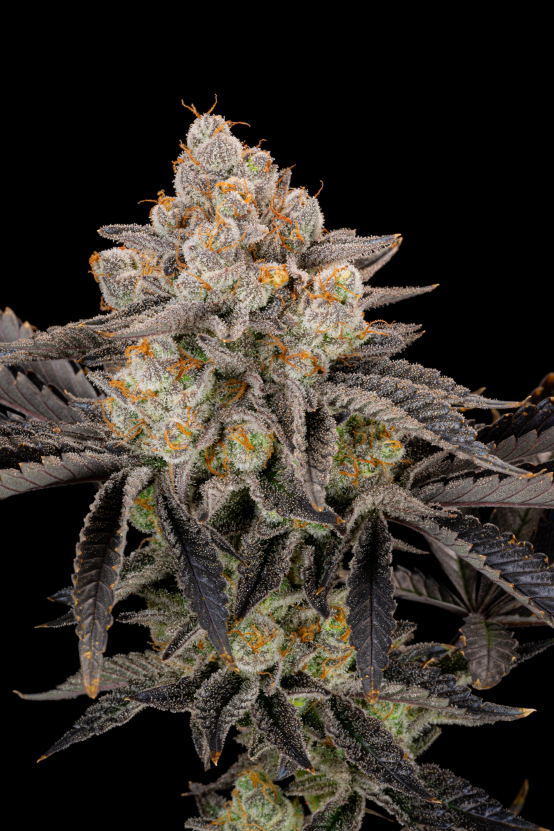 Photo of Gorilla Cookies FF