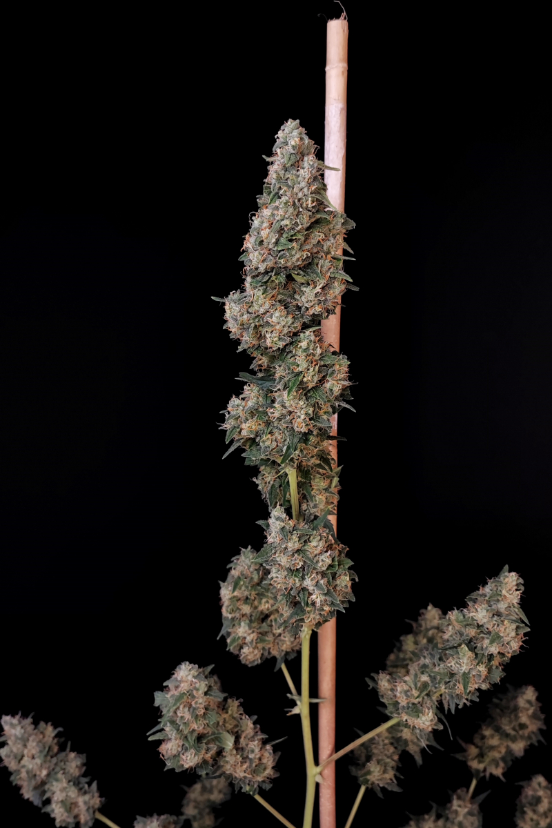 Photo of Cheese Auto