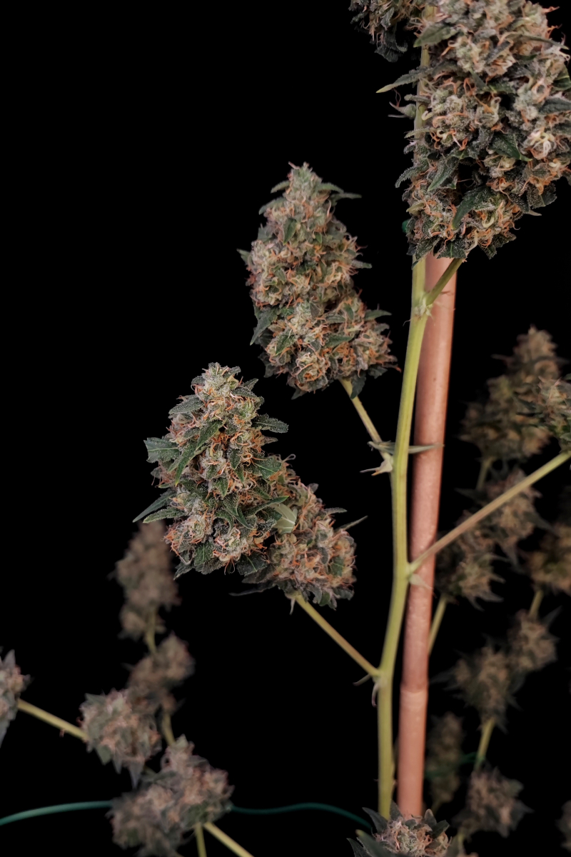 Photo of Cheese Auto