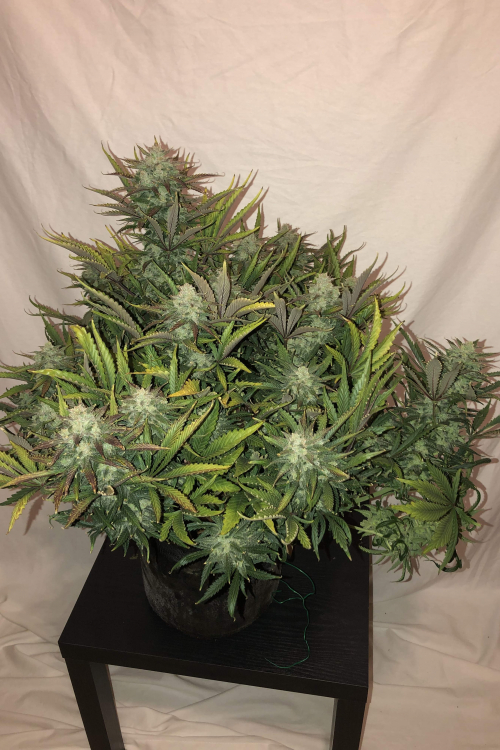 Gorilla Auto