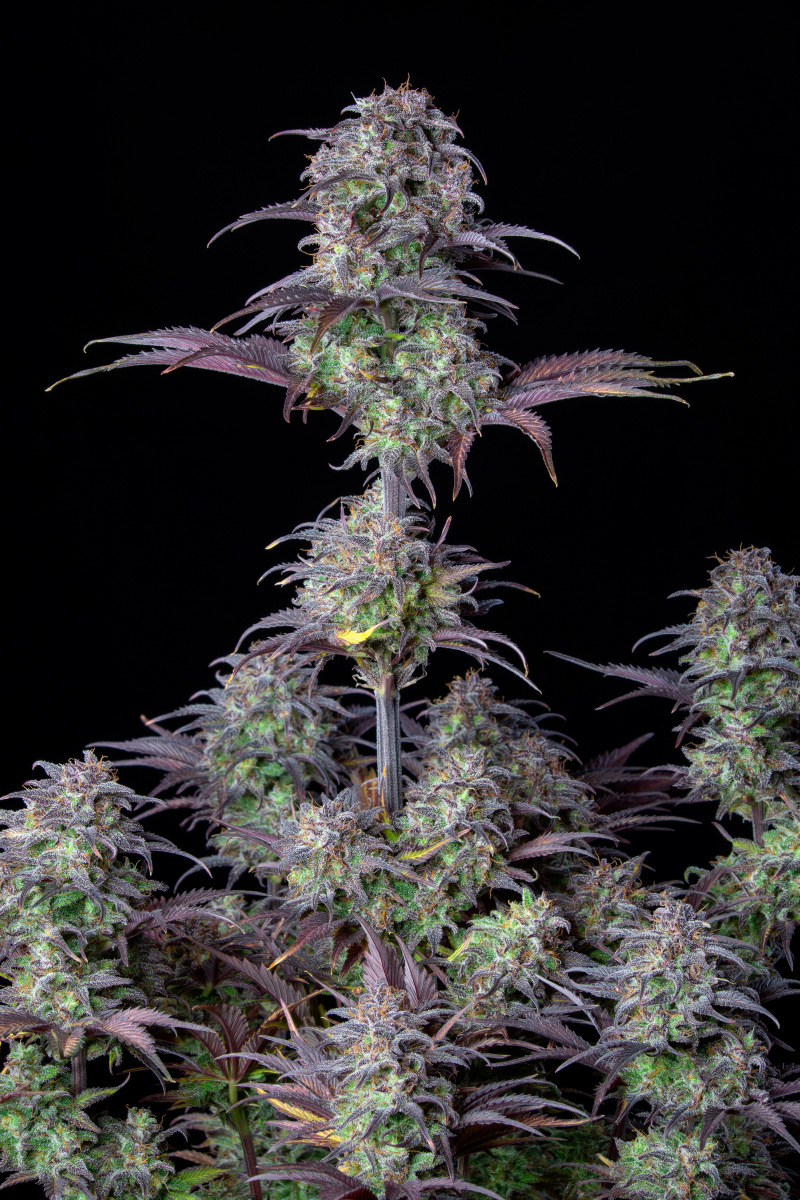 Photo of Blueberry Auto