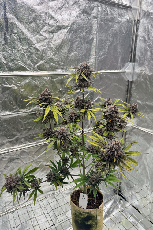 Cherry Cola Auto RF3