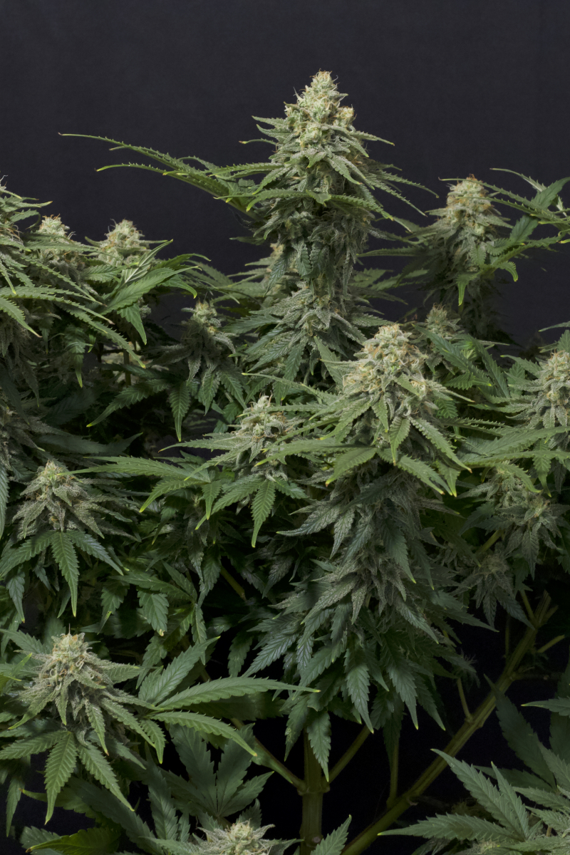 Photo of Wedding Cheesecake FF