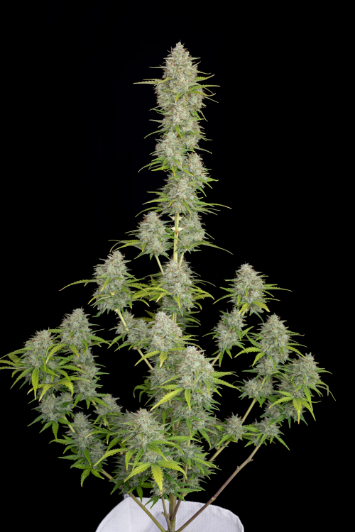 Orange Sherbet Auto