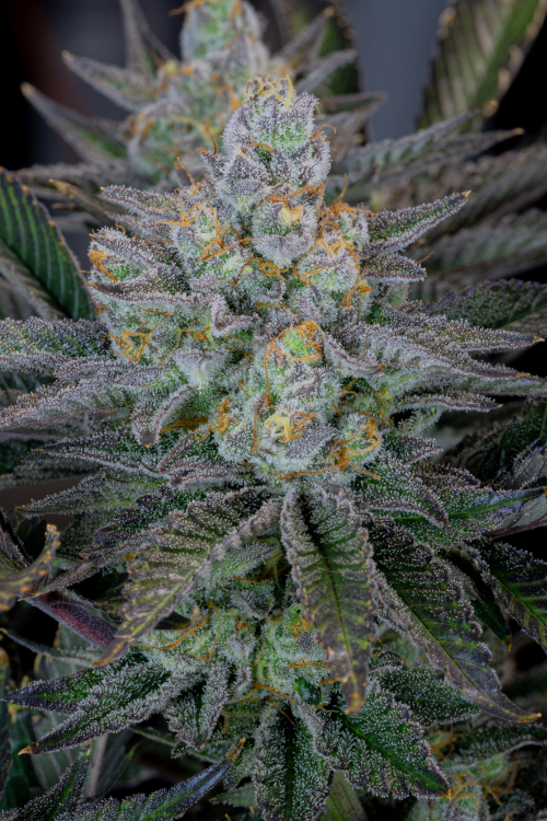 Gorilla Cookies FF
