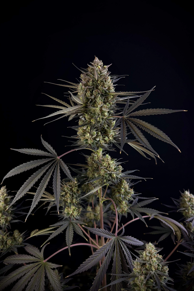 Photo of Pound Cake Auto