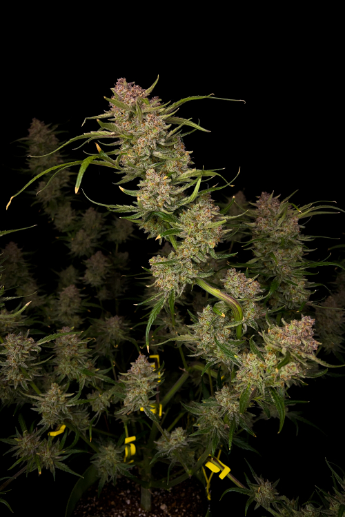 Guava Auto