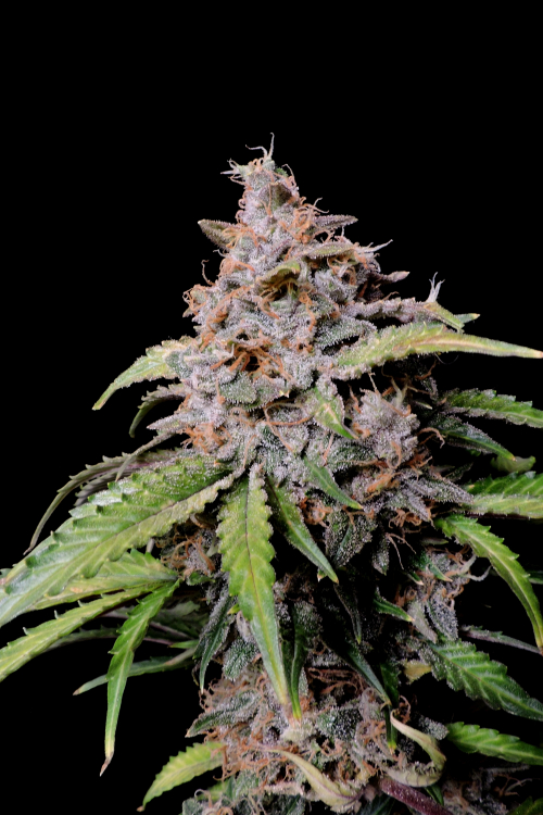 Amnesia Z Auto