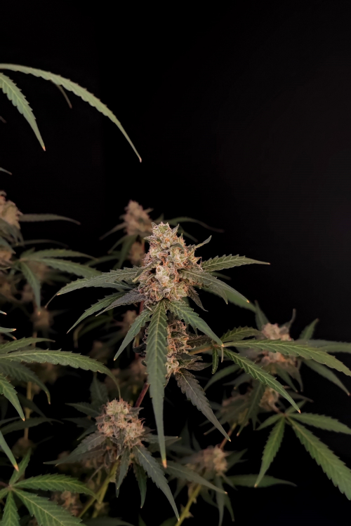 AK Auto