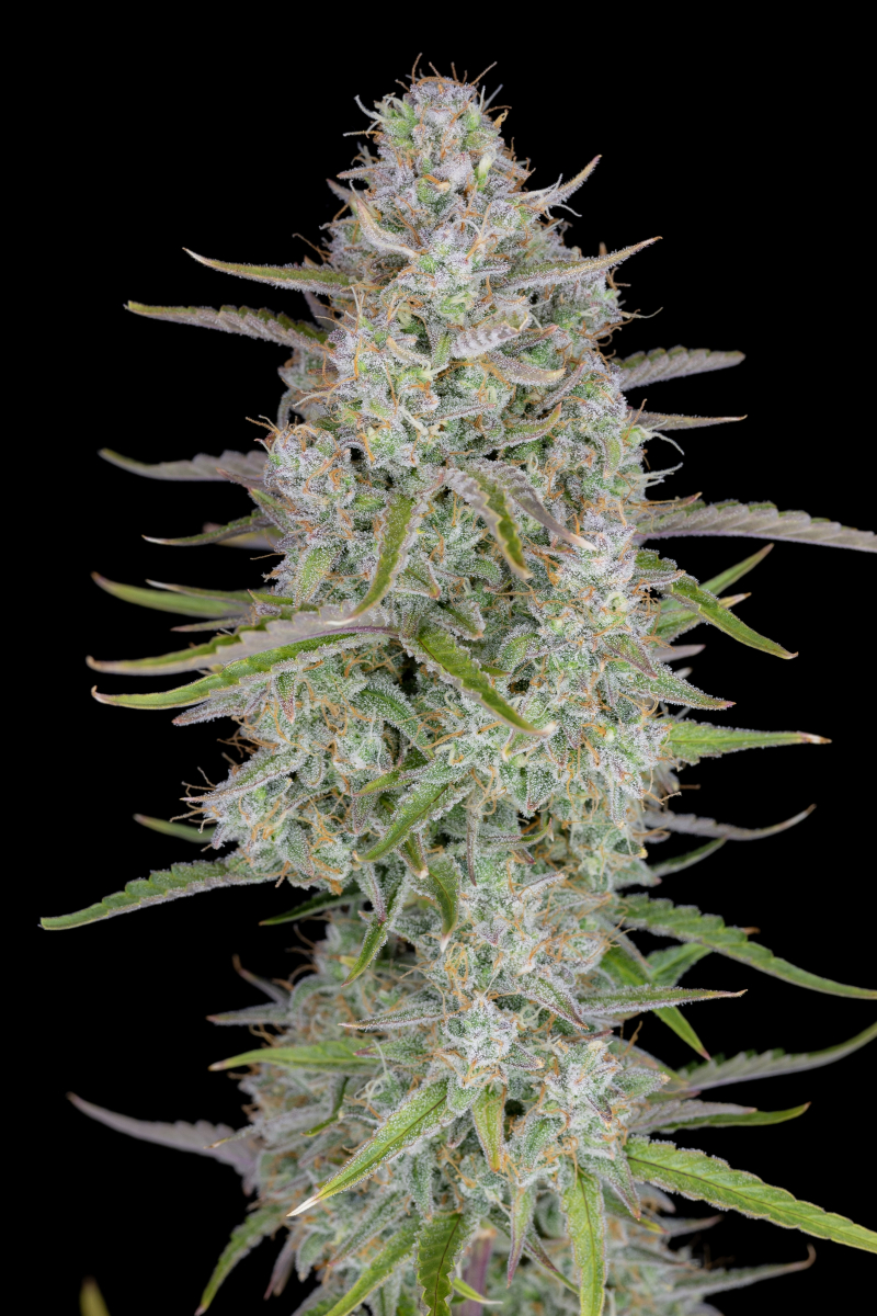 Photo of Wedding Cheesecake Auto