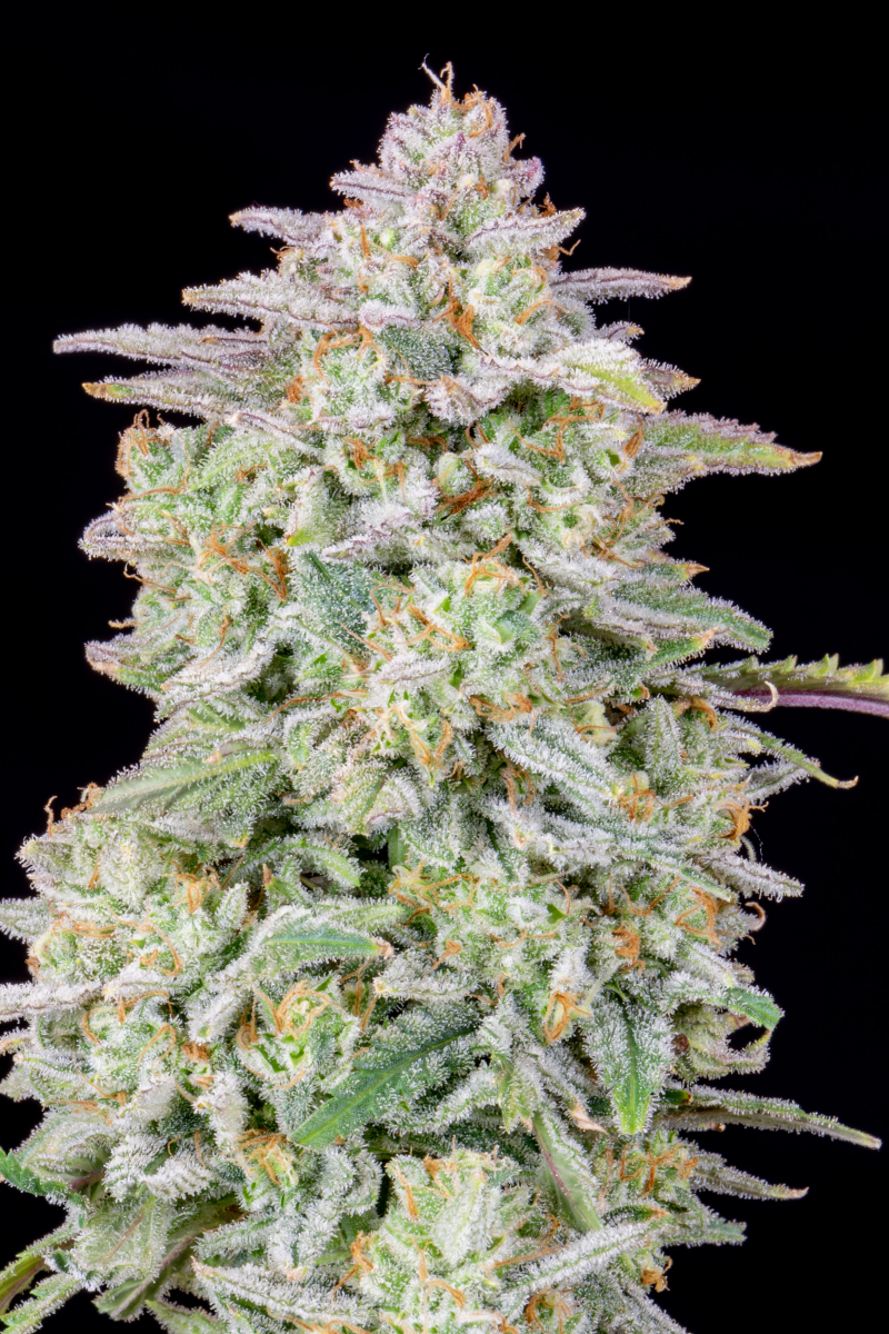 Photo of Forbidden Runtz Auto