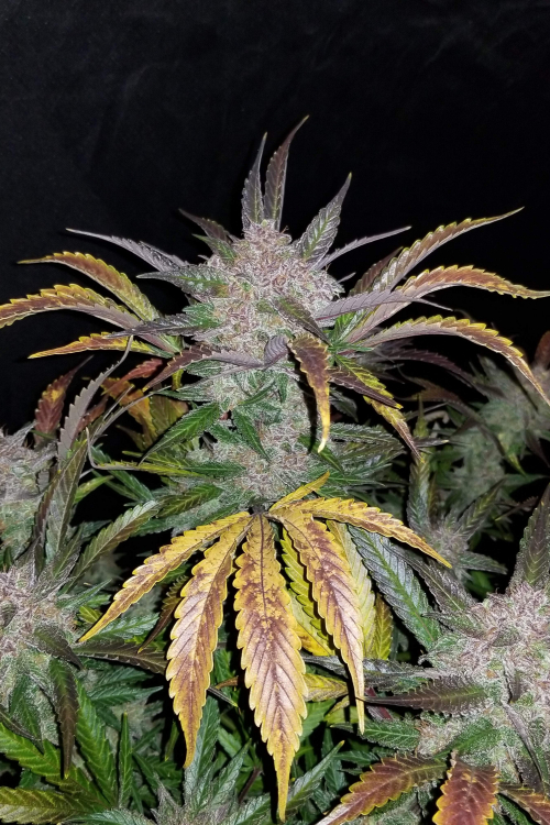Cream Cookies Auto