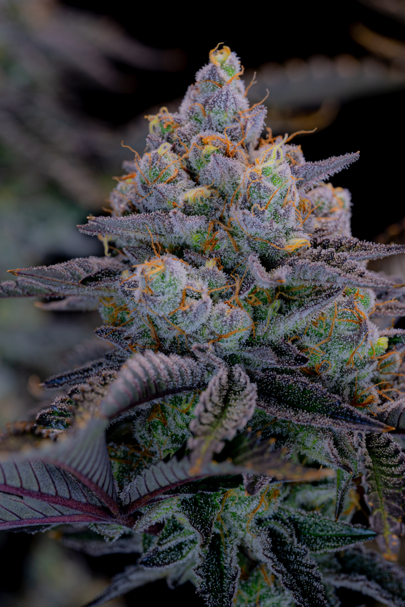 Photo of Gorilla Cookies FF