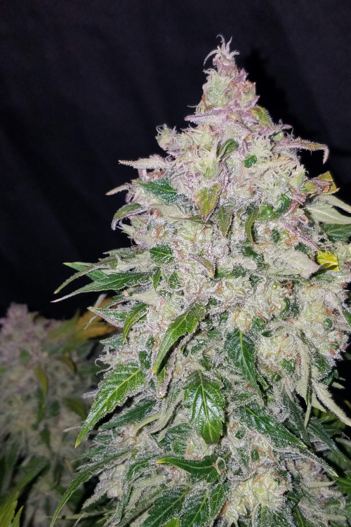 Stardawg Auto