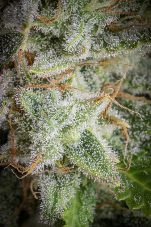 Orange Sherbet Auto