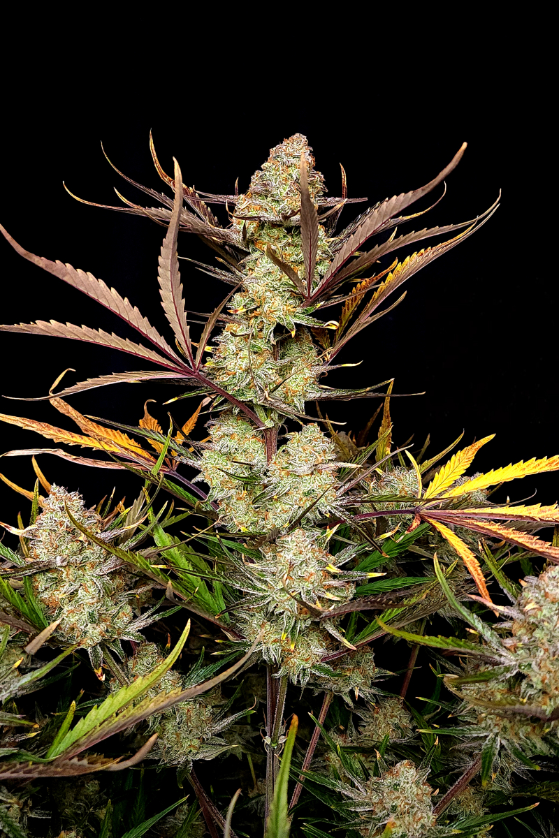 Photo of Apple Strudel Auto