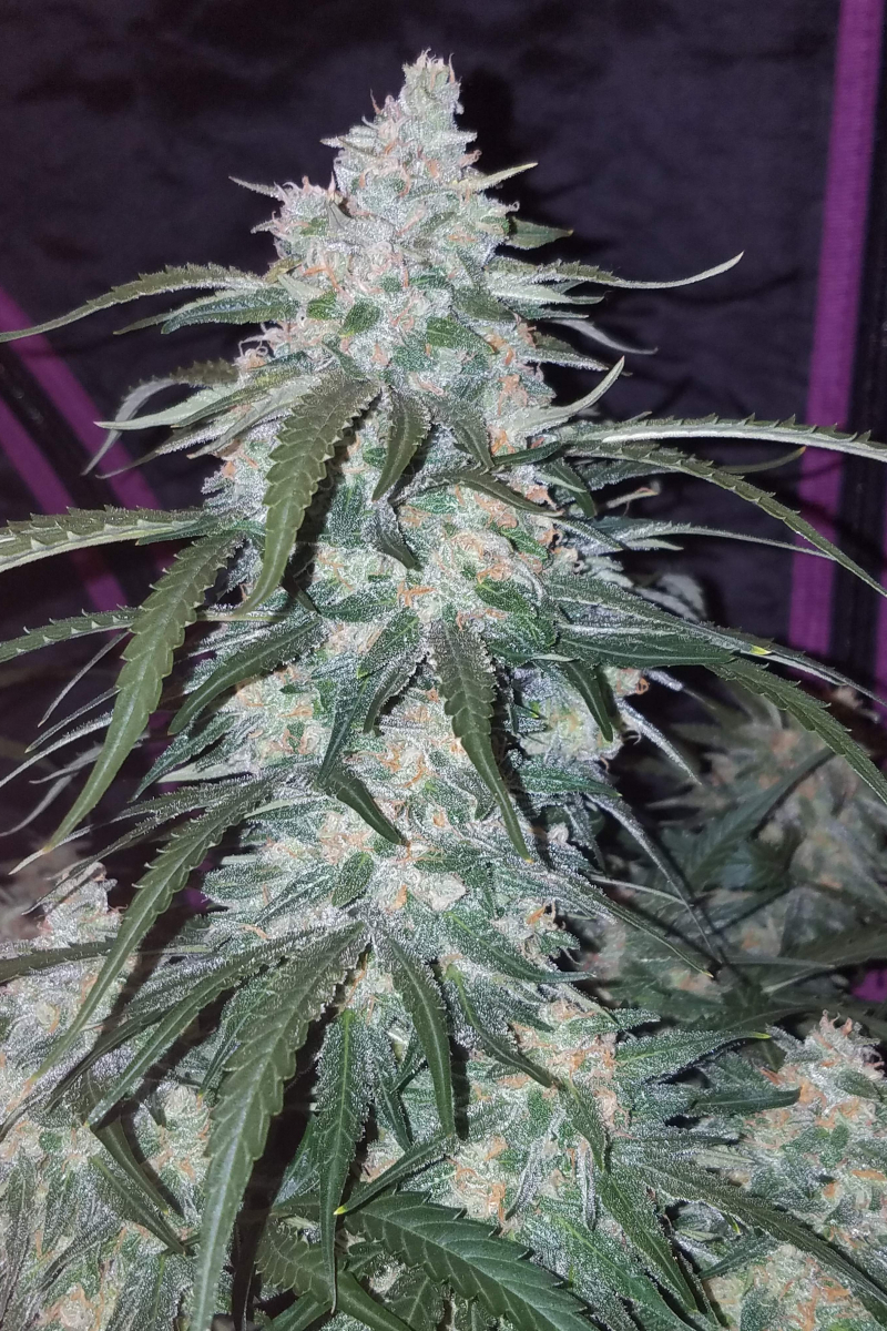 Photo of Pineapple Express Auto
