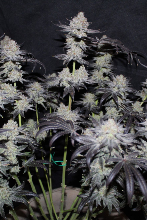 Tropicana Cookies FF