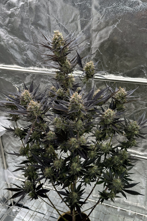 Guava Auto RF3