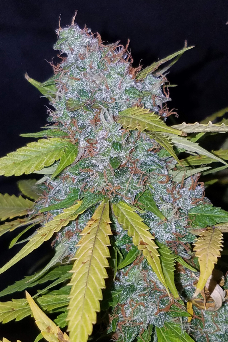 Photo of Californian Snow Auto
