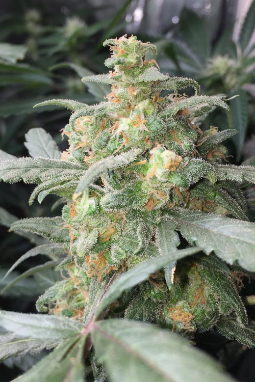 Green Crack Auto