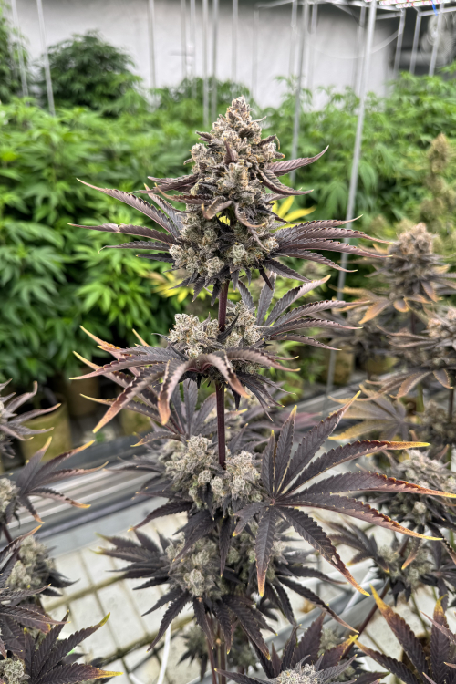Banana Purple Punch Auto RF3