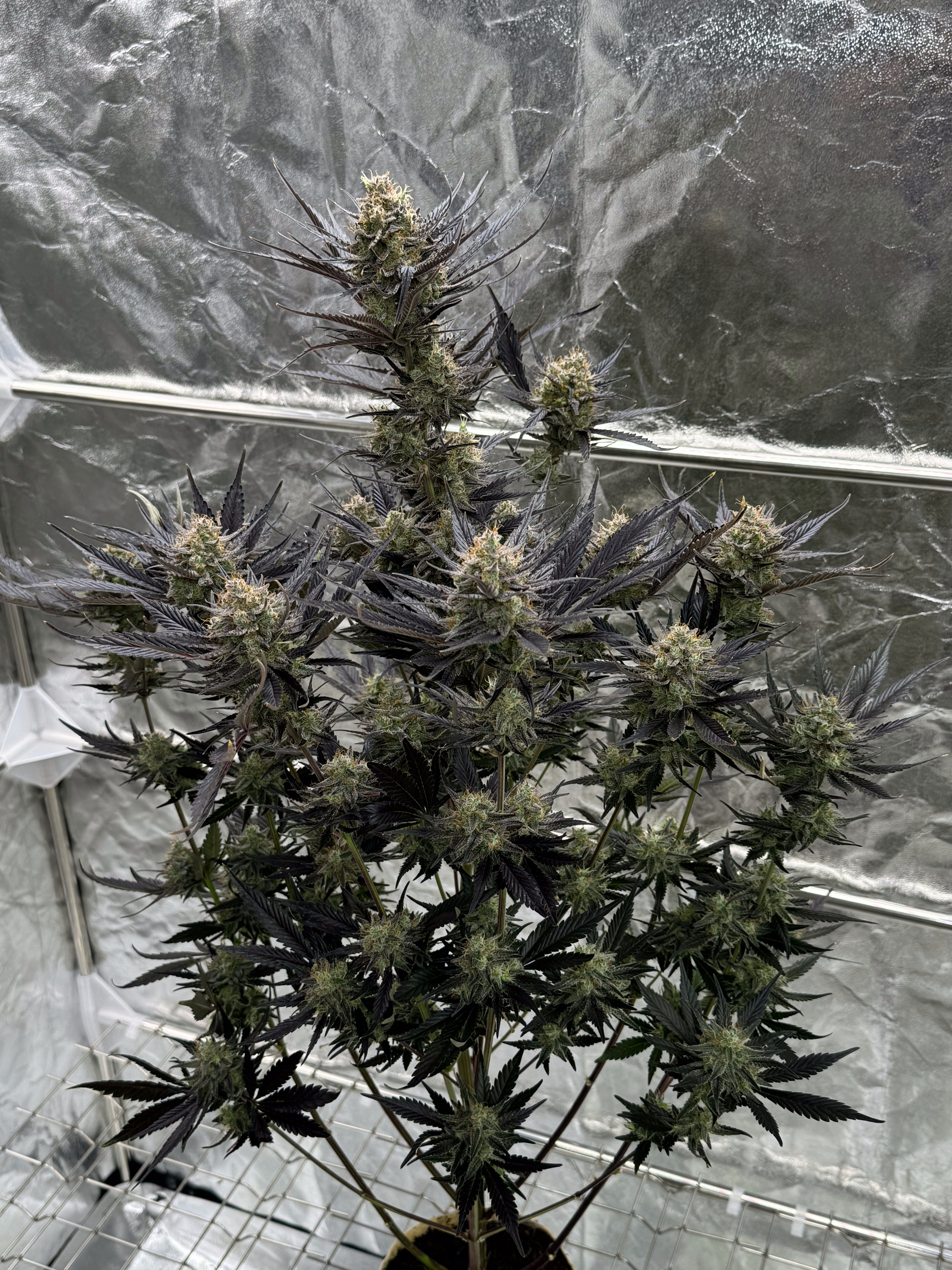 Guava Auto RF3