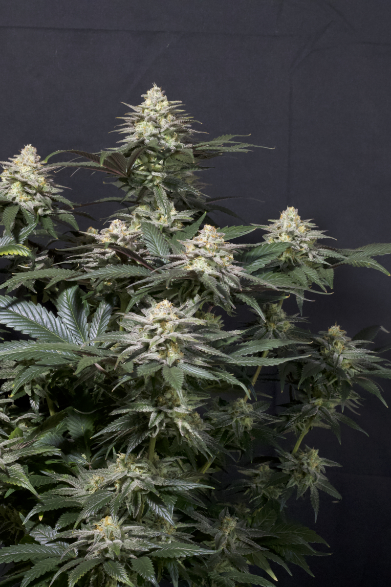 Photo of Purple Lemonade FF