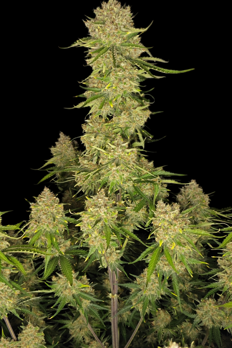 Photo of Guava Auto