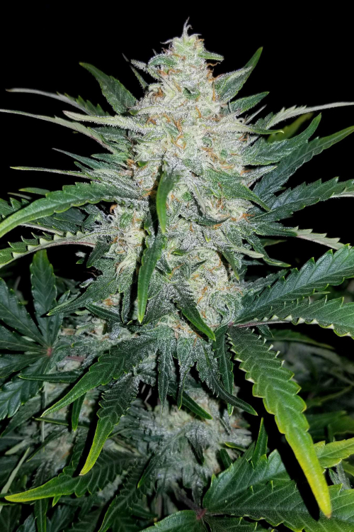 Rhino Ryder Auto
