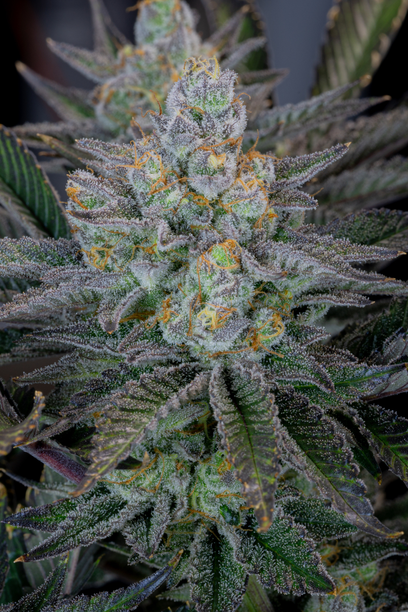 Photo of Gorilla Cookies FF